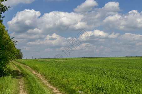 自然土地晴天空云层和玉米田背景与秋雨保加利亚卢多戈里图片