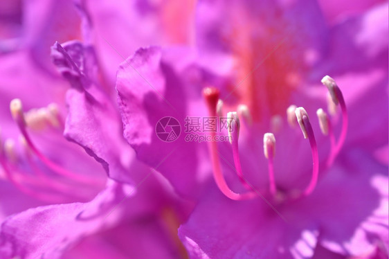 紫色的盛开罗多登顶峰花自然图片