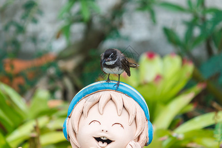 丝尾鸟站在微笑的粘土娃上绿色观鸟户外图片