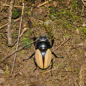 动物下颌骨森林鹿角甲虫的宏图像图片