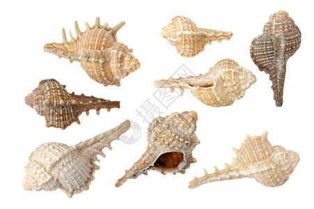 扇贝粗糙的螺旋白色背景上的不同海贝壳图片