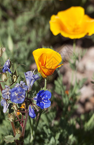 花蓝色的橙突出沙漠以血缘为焦点将整条橙色地置于亚利桑那州西南部的单一橙色地上自然图片