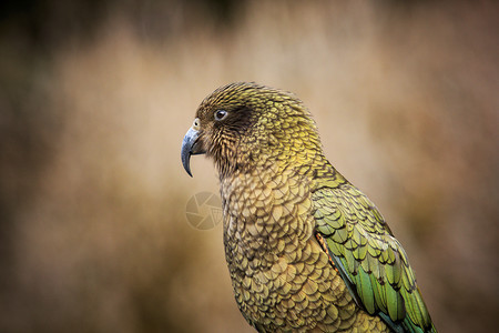 户外地面新西兰的Keea鸟地鹦鹉紧关的头和一张纸条动物图片