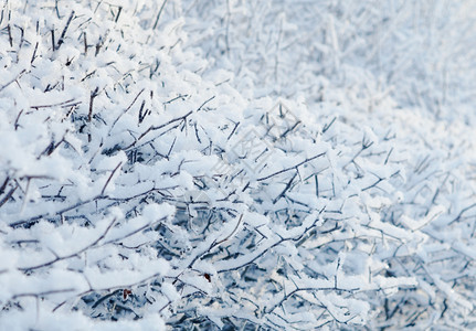 寒冷的冬季地貌景观植物沙丘露地深处场景仙境雪花图片