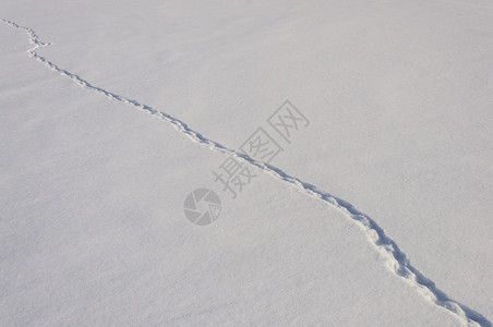 晴天自然季节带动物痕迹的雪田阳光明媚的冬季日图片