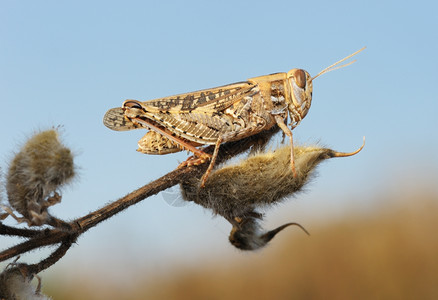 自然以色列Motley蝗虫坐在一个干燥的植物上对着天空动物图片