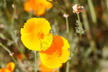 夏天在花园里种着加州的橙花雌蕊园丁朵图片