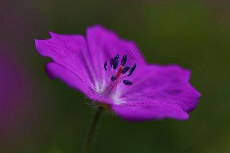 盛开的秋季菊花图片