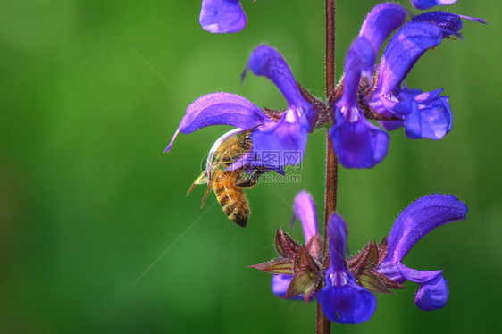 植物蜜蜂从花香菜中吸出蜜自然花图片