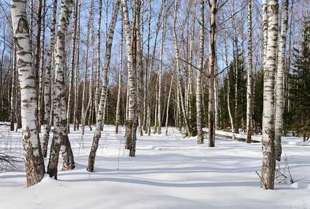 阳光明媚的寒冬森林图片