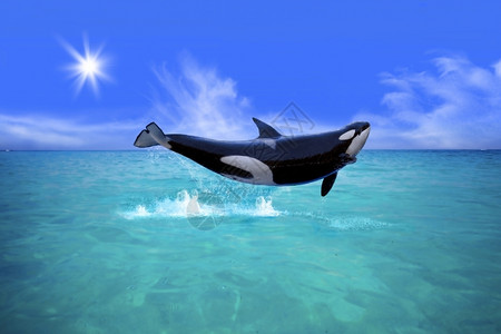 黑色的荒野海鲸鱼杀手从水中跳出来图片