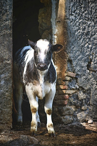 一头白黑的母牛从马棚里出来家畜黑色的配种图片