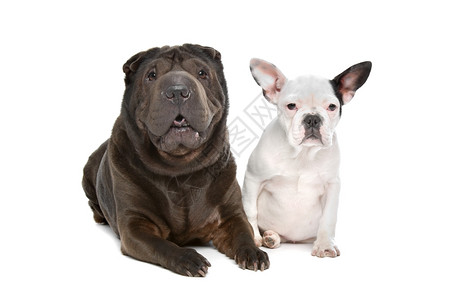 一种沙佩和法国牛犬小狗SharPei和在白人背景面前的法国牛皮小狗内的白色图片