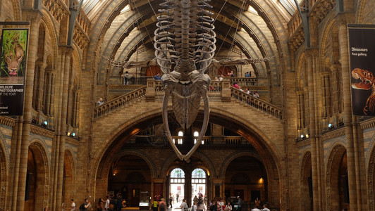 地标建筑学包括2019年4月日英国伦敦2019年4月日自然历史博物馆与新的鲸鱼骨架内观博物馆收藏由来自世界各地的近70万个标本组图片