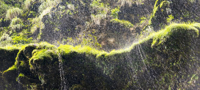 绿色圣诞节自然摘要背景的绿苔瀑水作为自然抽象背景的摘要墨西哥背景图片