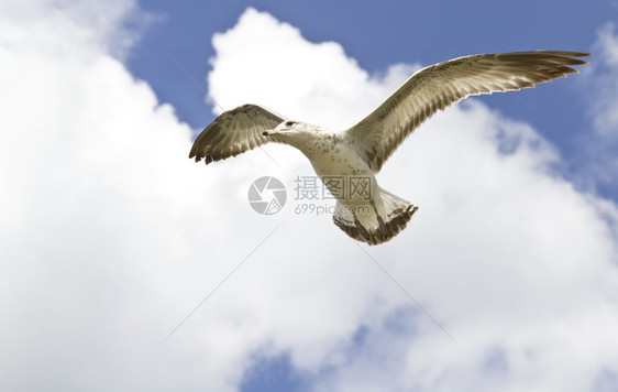 麦金海鸥警报和头顶向侧在风中悬浮高空与蓝色天对抗云彩白积色的悬停图片