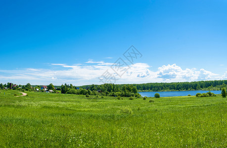水树俄罗斯中部美丽的夏季风景伊万诺沃州Baglaeva村伊凡诺沃州蓝色的图片