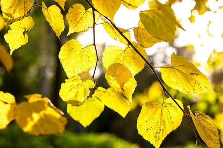 阳光下的秋季黄叶图片