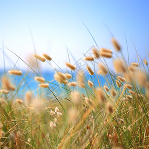 兔子尾巴拉古鲁斯奥瓦图在风中蓝色的海景洋图片