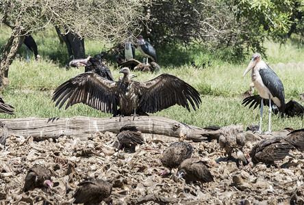 绳索颅骨门户14在非洲南部自然中心从死动物进食的秃鹫和马拉布图片