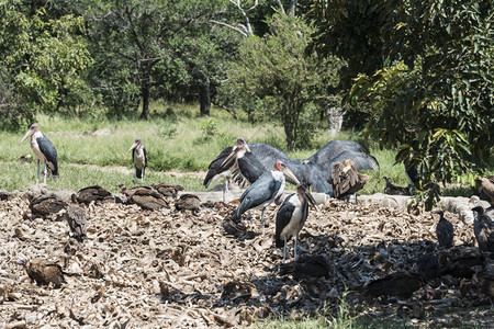 在非洲南部自然中心从死动物进食的秃鹫和马拉布食物苹果浏览器荒野图片