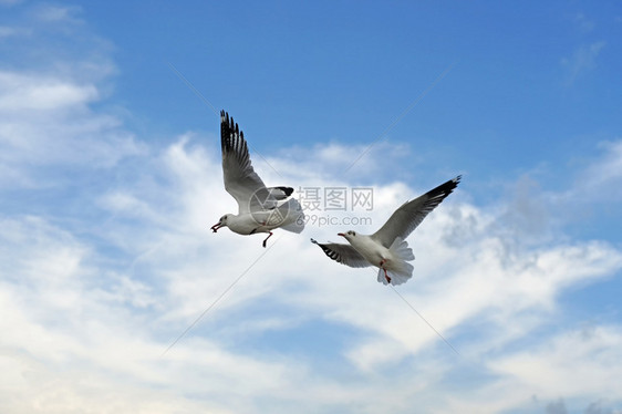 天空下飞行的海鸥鸟群图片