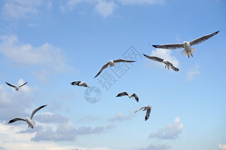 天空下飞行的海鸥鸟群图片