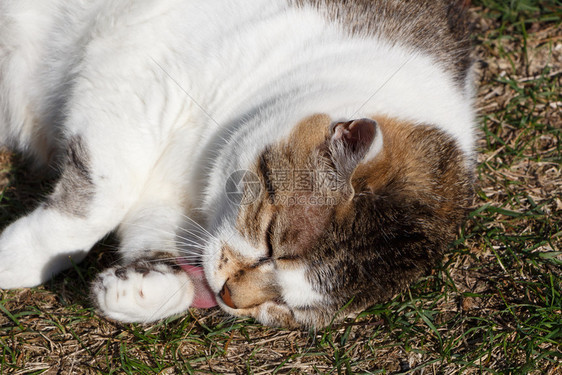 躺在花园里舔着小猫的帕蒂放松睡眠虎斑猫图片