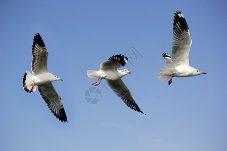 在美丽的天空背景下飞行的海鸥鸟照片羽毛自由白色的图片