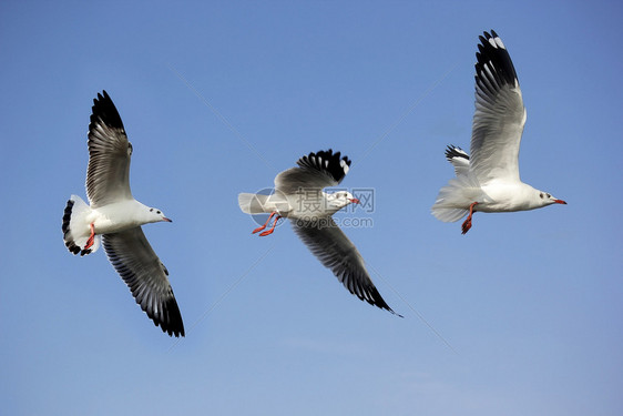 在美丽的天空背景下飞行的海鸥鸟照片羽毛自由白色的图片