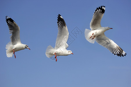 白色的在美丽天空背景下飞行的海鸥鸟照片禽类户外图片