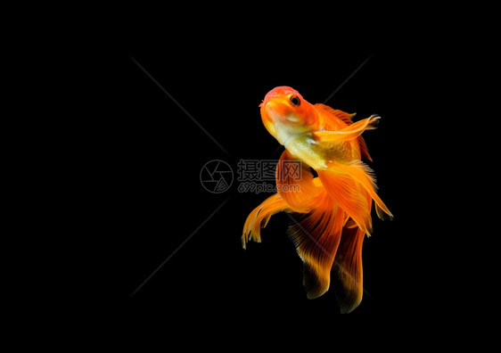在水族馆里被困在黑色深背景的金鱼不同颜色的Carassiusanuratus宠物动水下图片