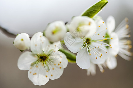 白色的苹果树枝花朵的关闭树枝花春天绽放图片