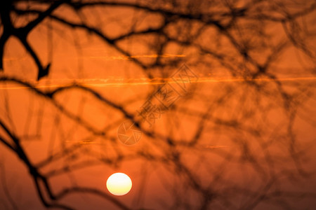 日出美丽的风景日落时树枝环绕着月光黄色的金子图片