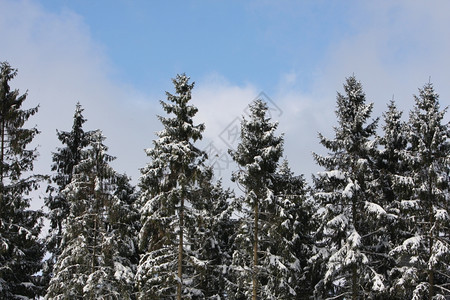 季节圣诞十二月白雪覆盖着树木与蓝天对立图片