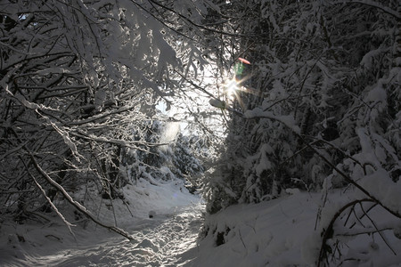 冷冻天气穿过冬季树的太阳光雪图片