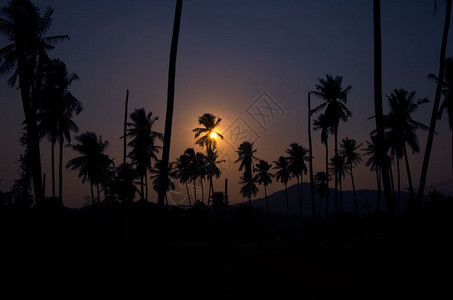 语气热带夏天日落时的椰子棕榈树复古色调图片
