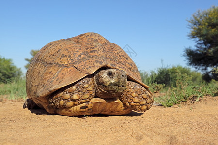 正面南非自然栖息地中的石化土龟Stigmochelysardalis眼睛豹图片