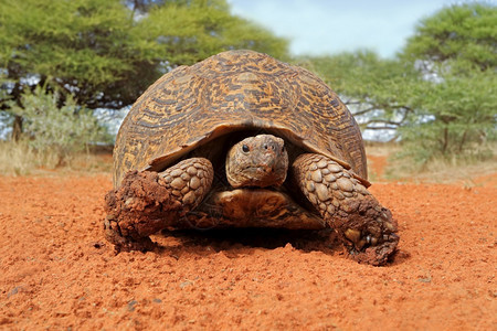 野生动物南非自然栖息地中的石化土龟Stigmochelysardalis荒野环境图片