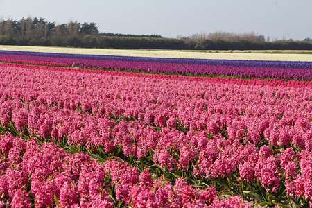 户外叶子蔬菜春初普洛默的粉红紫色和白长青草地图片