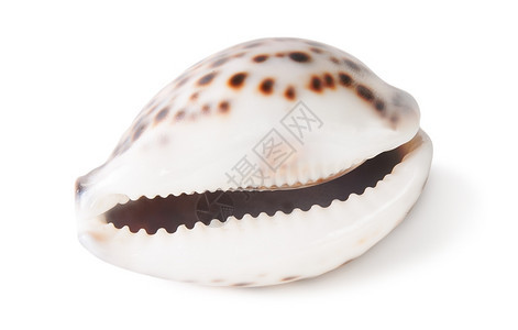 在白色背景中隔离的虎胆壳软体动物水海图片
