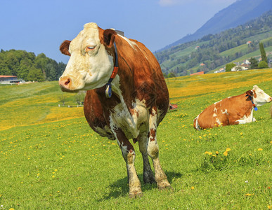 绿色瑞士弗里堡牛群春前在草原休息的著名棕色和白薯条母牛瑞士弗里堡群白色的花图片