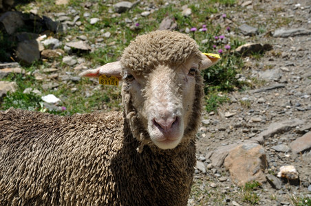 乡村的身体夏天阿尔卑斯山草原上的羊肖像图片