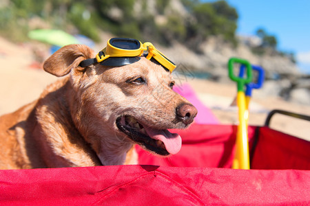 沙滩上戴着护目镜的狗狗图片