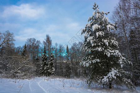 美丽的冬季风景在12月寒冷的一天有雪覆盖树木天空多云景观霜俄罗斯图片