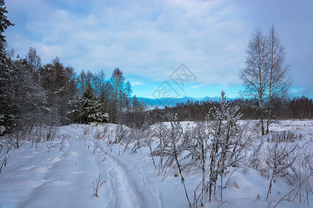 霜美丽的冬季风景在12月寒冷的一天有雪覆盖树木天空多云户外白雪皑图片