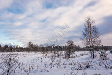 俄罗斯美丽的冬季风景在12月寒冷的一天有雪覆盖树木天空多云十二月冷若冰霜图片