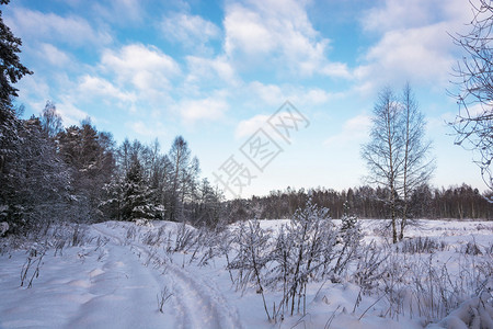 一种白色的美丽冬季风景在12月寒冷的一天有雪覆盖树木天空多云冬图片