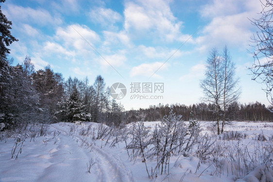 一种白色的美丽冬季风景在12月寒冷的一天有雪覆盖树木天空多云冬图片