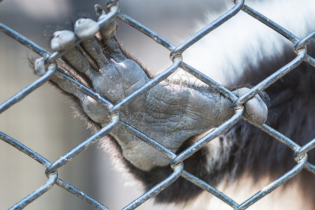 囚禁毛茸自由猴子手动物从园笼外出来图片